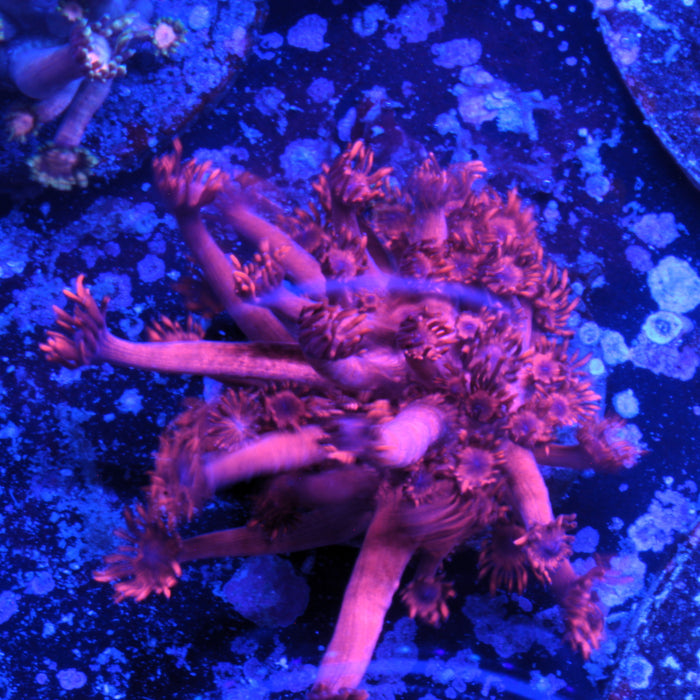 Red Goniopora ORA (Wholesale Eligible)