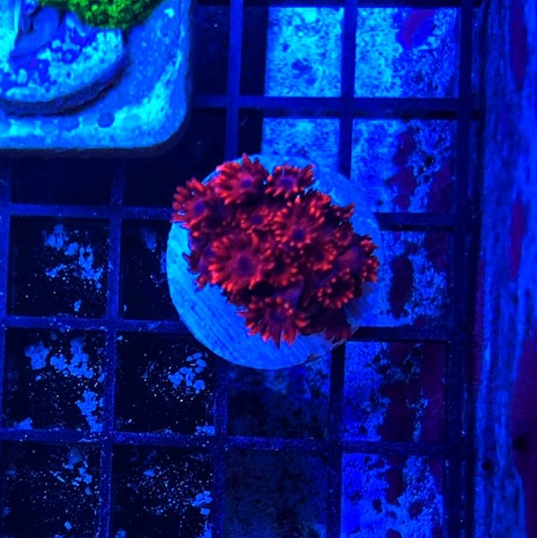 Red Goniopora ORA (Wholesale Eligible)