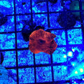 Red "Iron Man" Mushroom (Wholesale Eligible)