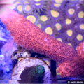 Red Montipora Digitata
