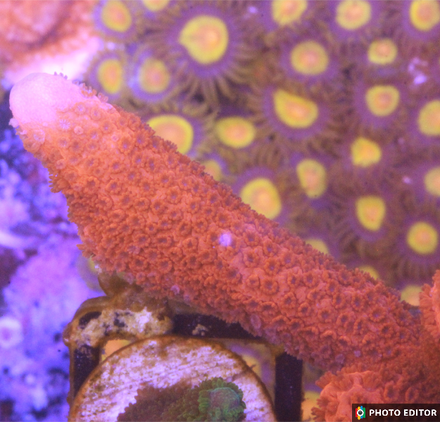 Red Montipora Digitata
