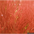 Red Ogo Algae