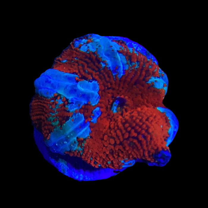 Red Striped Rhodactis Mushroom Coral