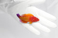 Red Velvet Fairy Wrasse (Cirrhilabrus rubrisquamis)