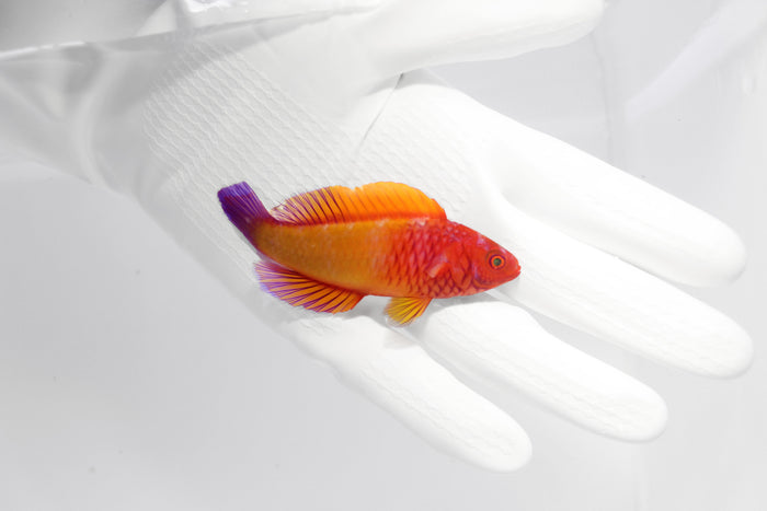 Red Velvet Fairy Wrasse (Cirrhilabrus rubrisquamis)