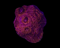 Red/pink Chalice Coral