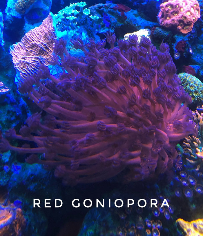 Redrum Goniopora