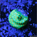 Reptar Cyphastrea