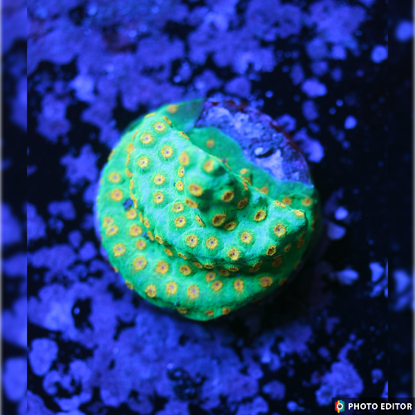 Reptar Cyphastrea