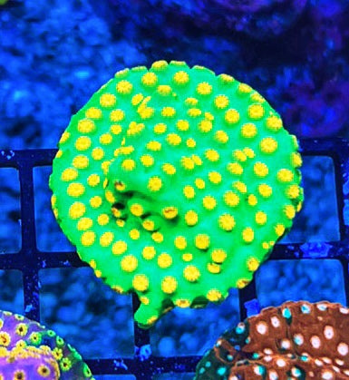 Reptar Cyphastrea