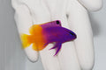 Royal Gramma Basslet (Gramma loreto)
