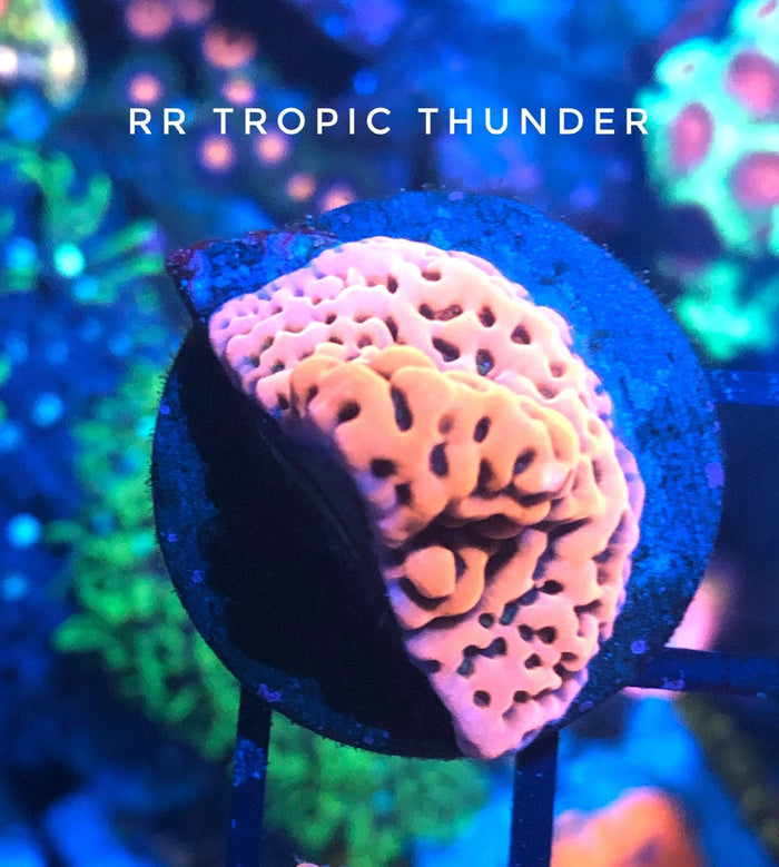 RR Tropic Thunder Montipora