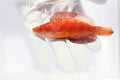Ruby Finned Fairy Wrasse (Cirrhilabrus rubripinnis)