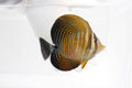 Sailfin Tang (Zebrasoma desjardini)Red Sea