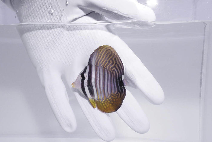 Sailfin Tang (Zebrasoma desjardini)Red Sea