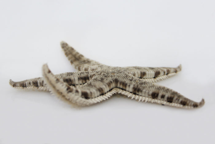 Sand Sifting Sea Starfish (Astropecten polycanthus)