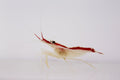 Scarlet Skunk Cleaner Shrimp (Lysmata amboinensis)