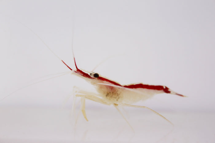 Scarlet Skunk Cleaner Shrimp (Lysmata amboinensis)