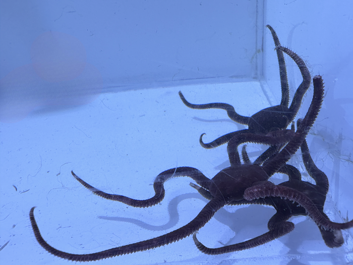 Serpent Starfish