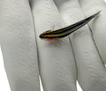 Sharknose Goby (ELACATINUS EVELYNAE) captive bred