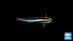 Sharknose Goby (ELACATINUS EVELYNAE) captive bred