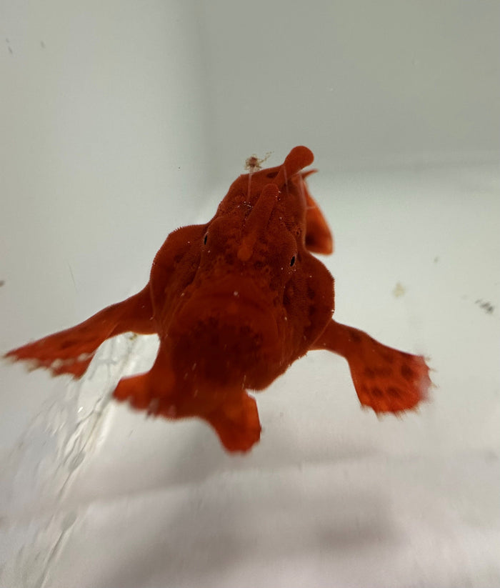WYSIWYG Red Angler (Antennarius Biocellatus) 1.5” (pre-order) 8/27 Accepts target silverside.-5025131-3730998