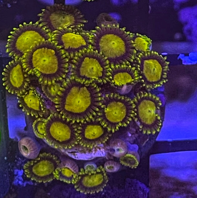 King Midas 8 Polyps-4975155-3703862