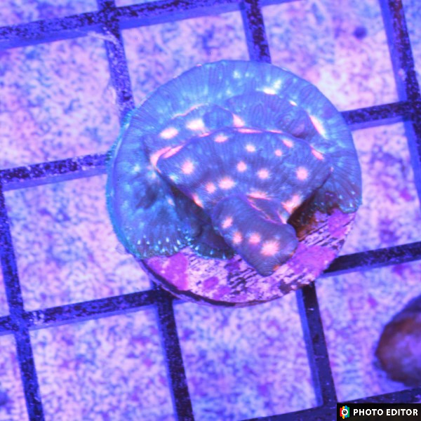 TSM IDK Leptoseris XL-5115204-3807352