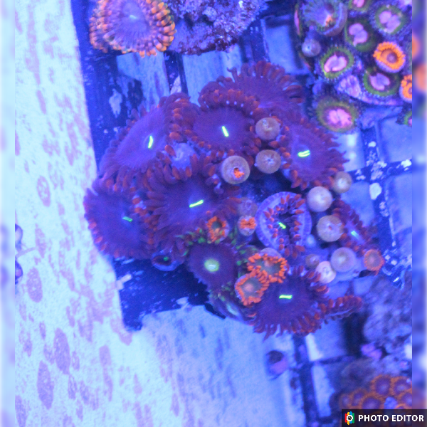 WYSIWYG Zoa Frag 12-4920061-3662113