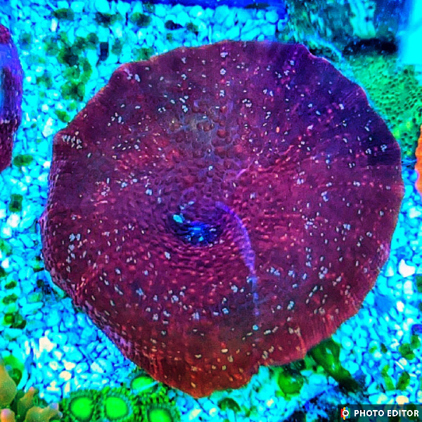 Redrum Mushroom Quarter Size-5034099-3741785
