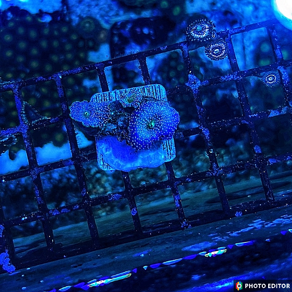 Blue Interstellar Mushroom Nickle Size-5135402-3824553