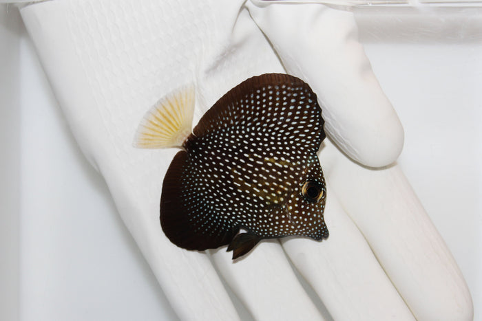 Fully QT Gem Tang ~4 Inches-4831189-3599486