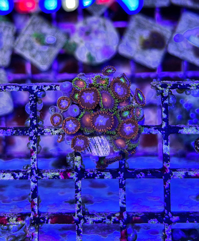 WYSIWYG Zoa Frag 2-4987401-3712262