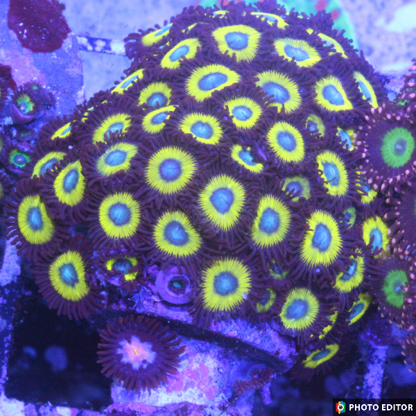Belladonna 4 Polyps-5025029-3730543