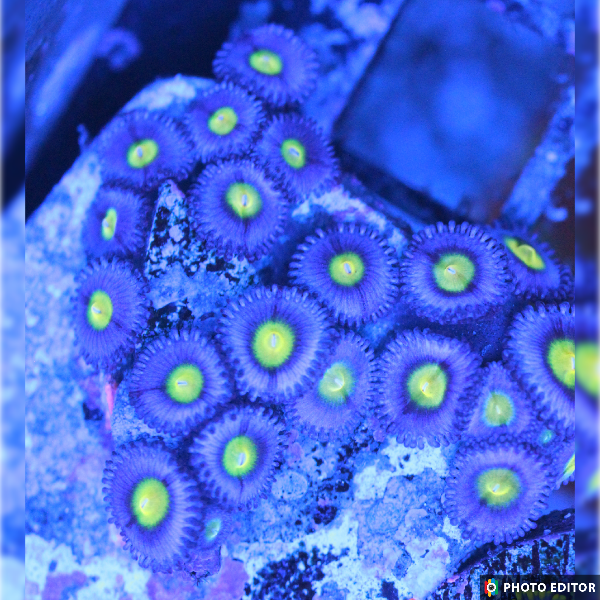 AOI 2 Polyps-5184704-3862757