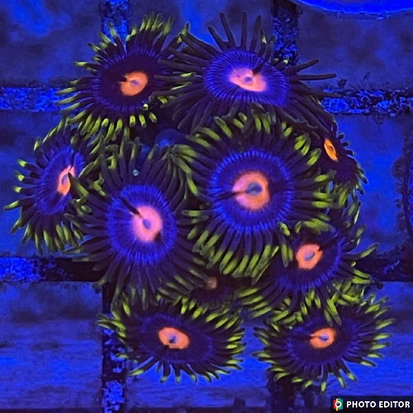 Insane Pops 4 Polyps-5162996-3845799
