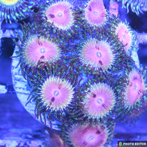 Kamikaze Kush 2 Polyps-5168768-3851673