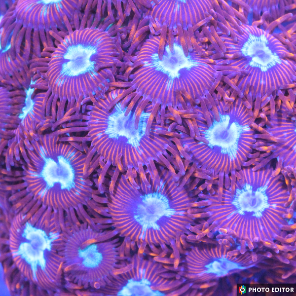 Hot Shots 6 Polyps-5149467-3833691