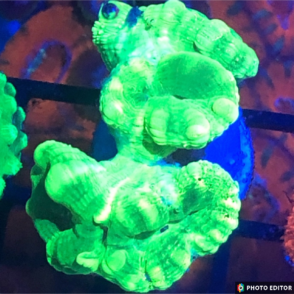 Kryptonite Candy Cane 2 Heads-5100076-3794235