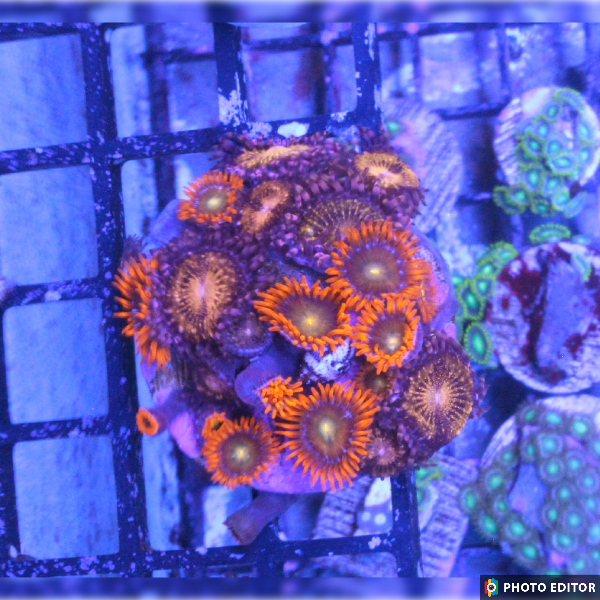 WYSIWYG Zoa Frag 15-4920064-3662132
