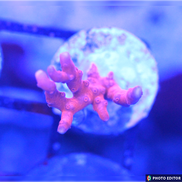 TNT Anacropora 1/2"-4981103-3708345