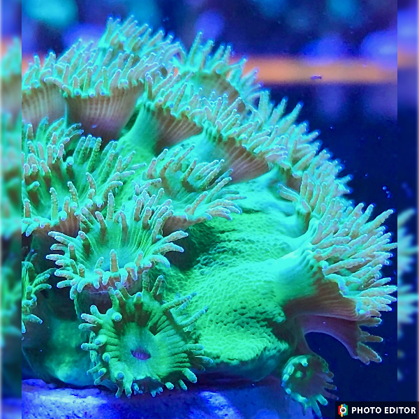 Green Turbinaria-5149441-3833695