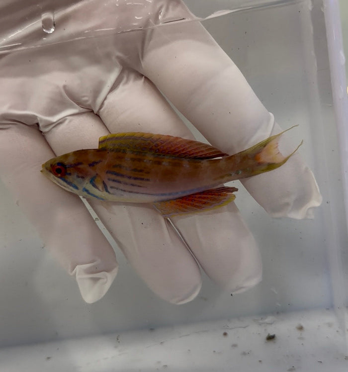 Fully QT WYSIWYG Madagascar Half Band Flasher Wrasse (Paracheilinus hemitaeniatus)-4920069-3662143