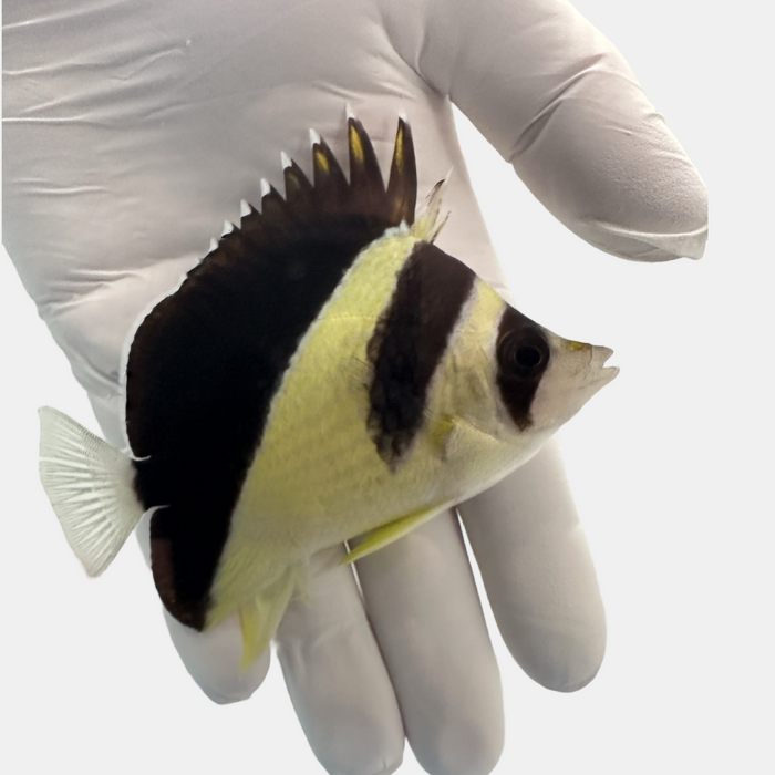 Fully QT Burgess' Butterfly (Chaetodon Burgessi) 2/24/25-4873427-3629521