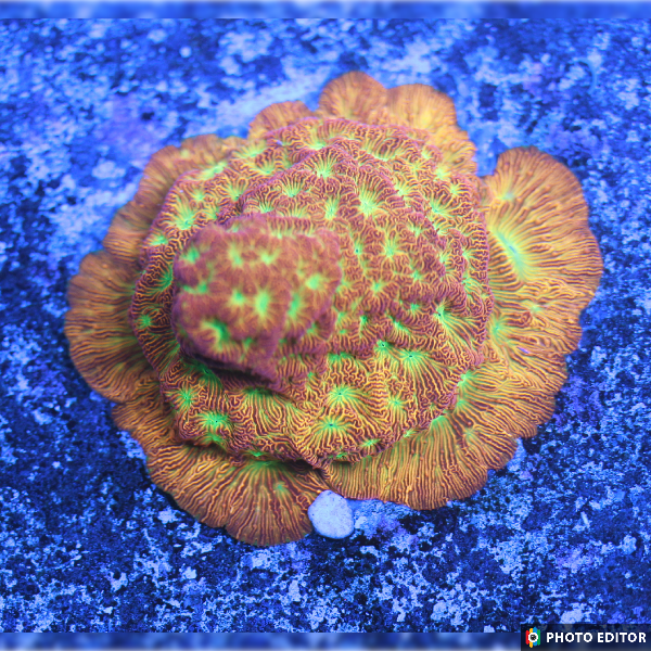 Jack-O-Lantern Leptoseris-5172763-3855280