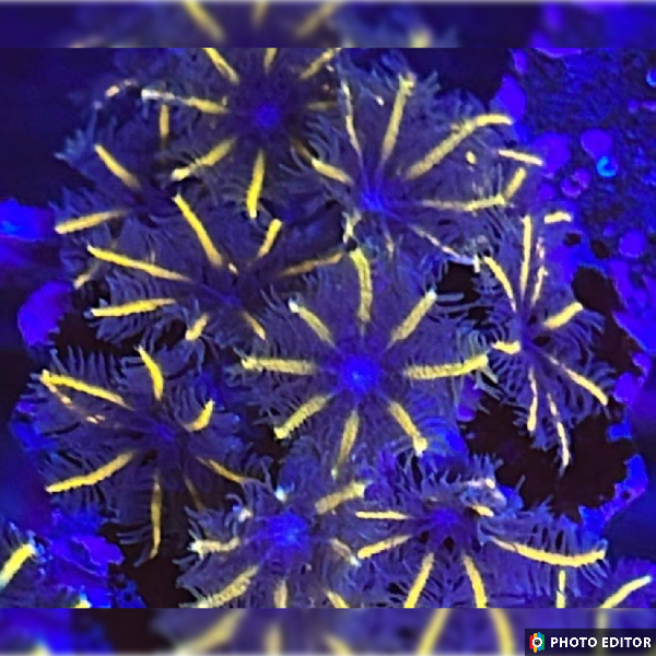 Gold / Yellow Clove Polyps-4865925-3625414