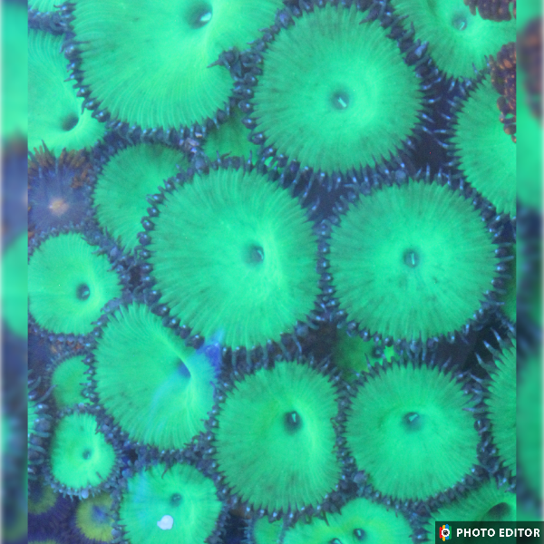 Hulk Paly 2 Polyps-5179930-3859049