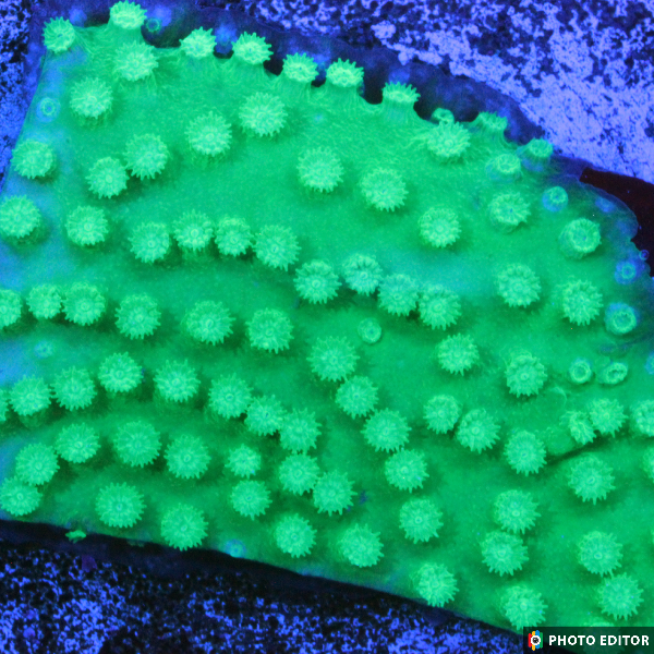 Green Cyphastrea-4865928-3625420