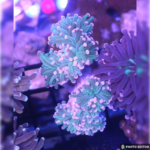 Cotton Candy Torch Single Head-5118177-3808469