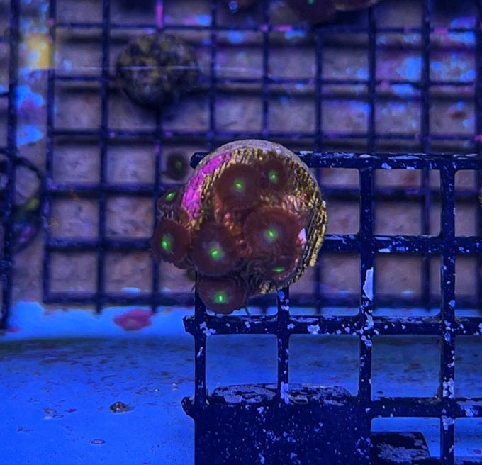 Antimatter 2 Polyps-4926204-3665998